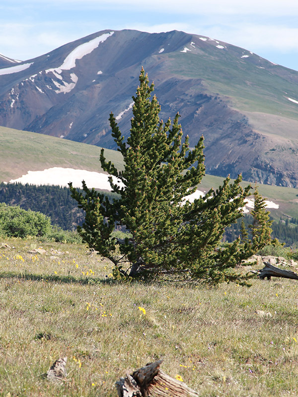 Alpine Tundra | World Biomes | The Wild Classroom