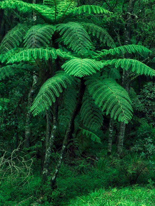 Tropical Rainforest | World Biomes | The Wild Classroom