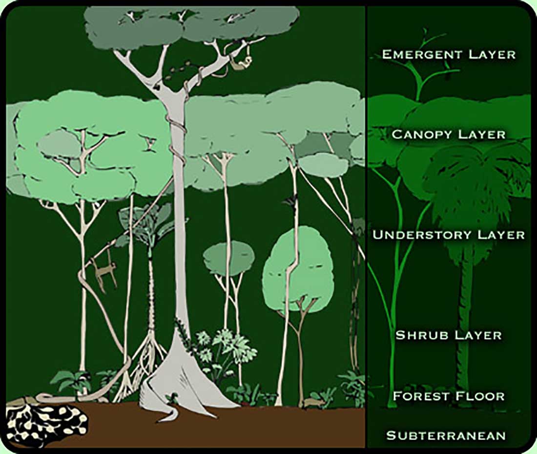 Tropical Rainforest World Biomes The Wild Classroom