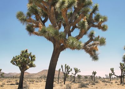 Joshua Tree in the Desert Biome