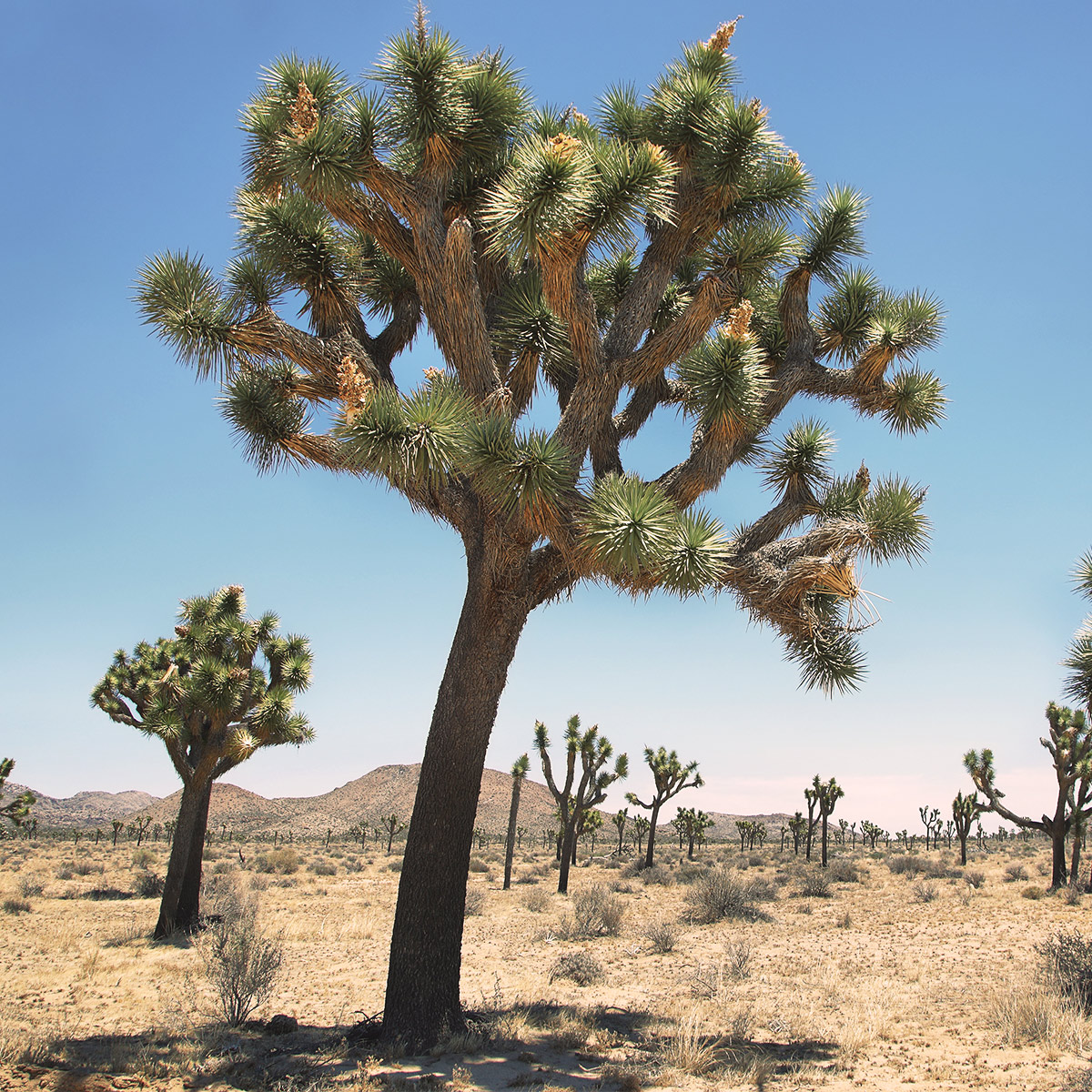 cold desert vegetation