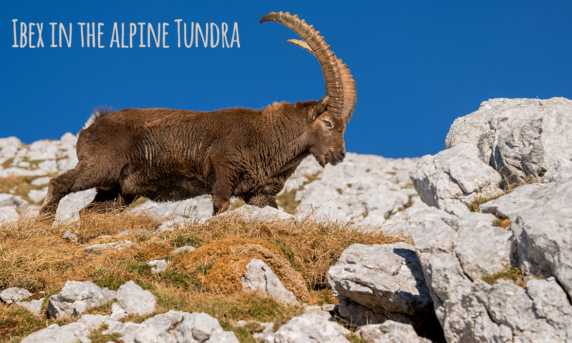 Alpine Tundra | World Biomes | The Wild Classroom