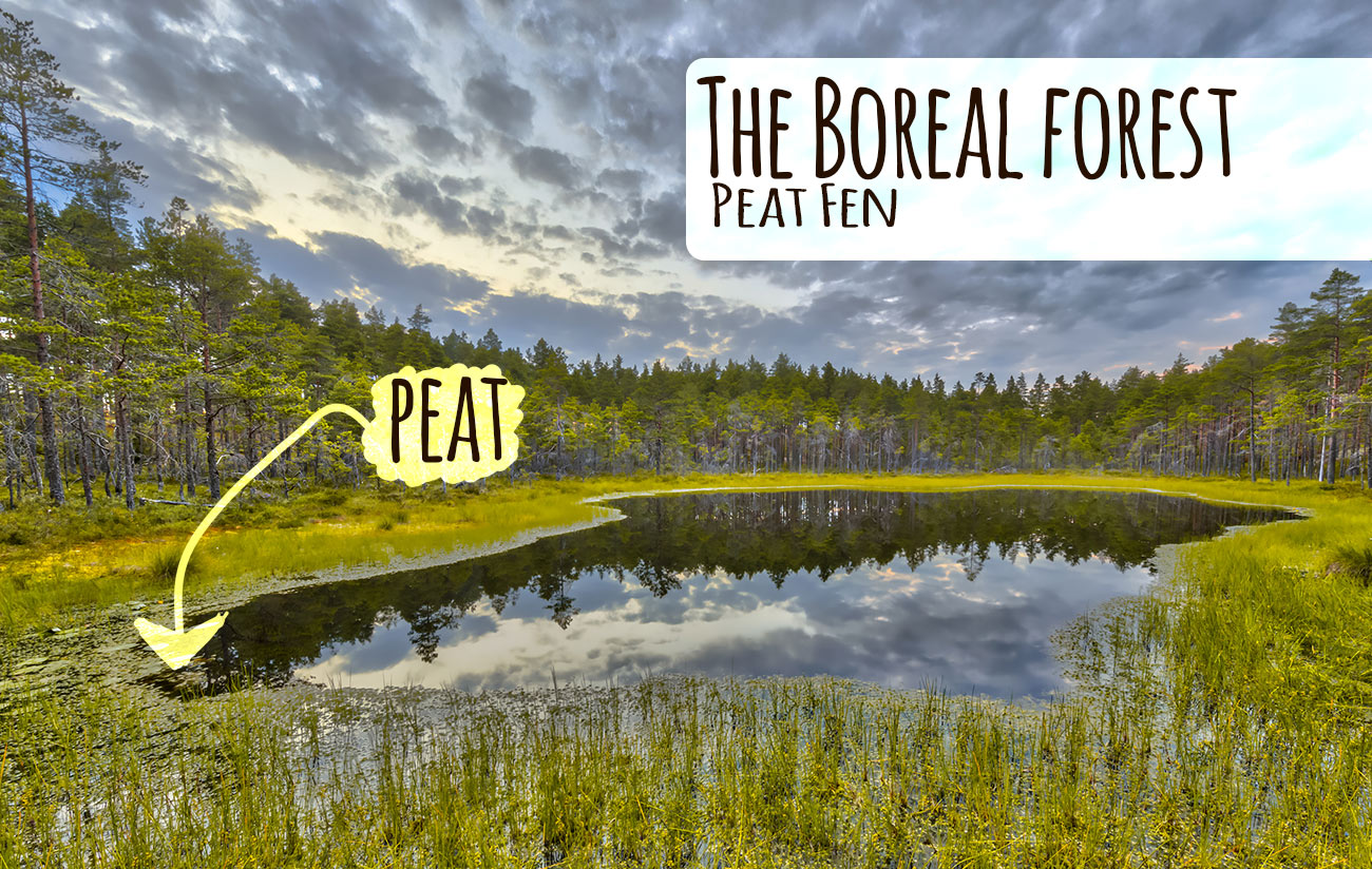 Boreal Forests | World Biomes | The Wild Classroom
