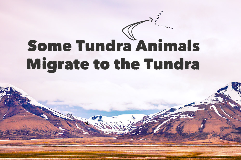 Arctic Tundra | World Biomes | The Wild Classroom