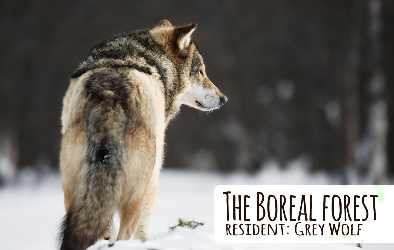 Boreal Forests | World Biomes | The Wild Classroom