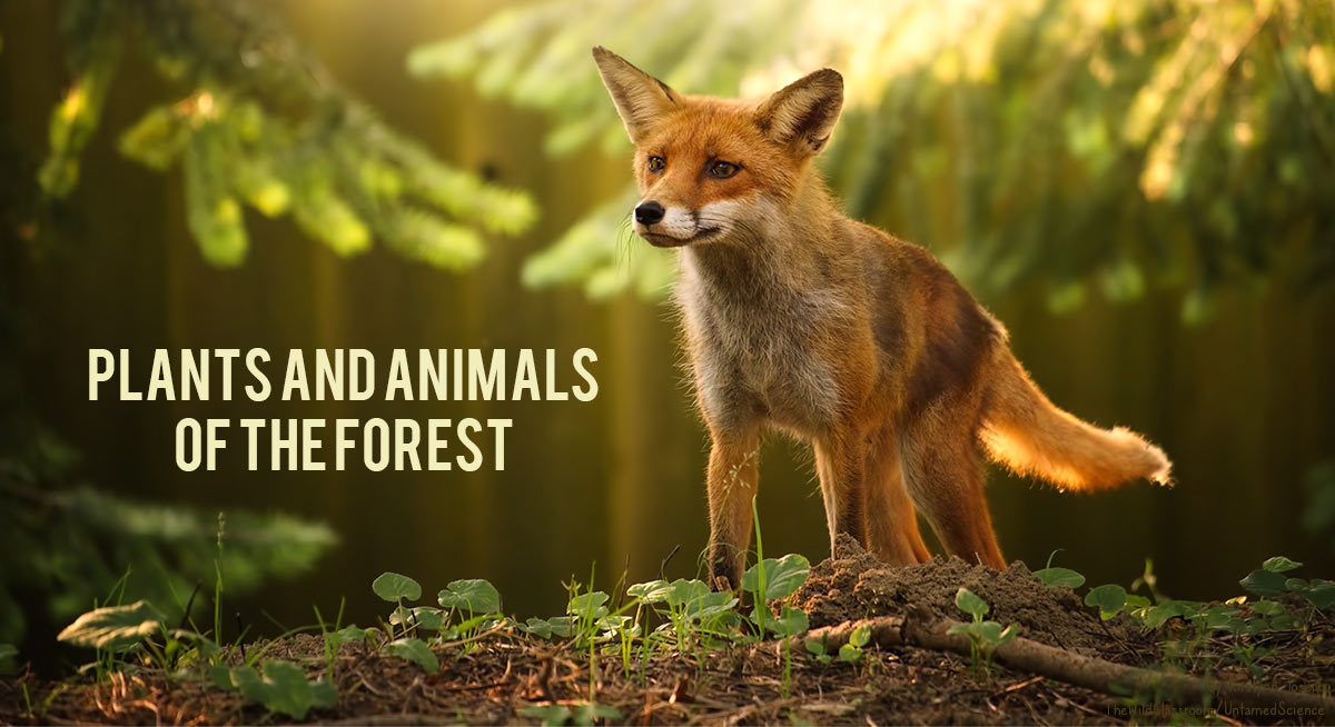 temperate forest tree types