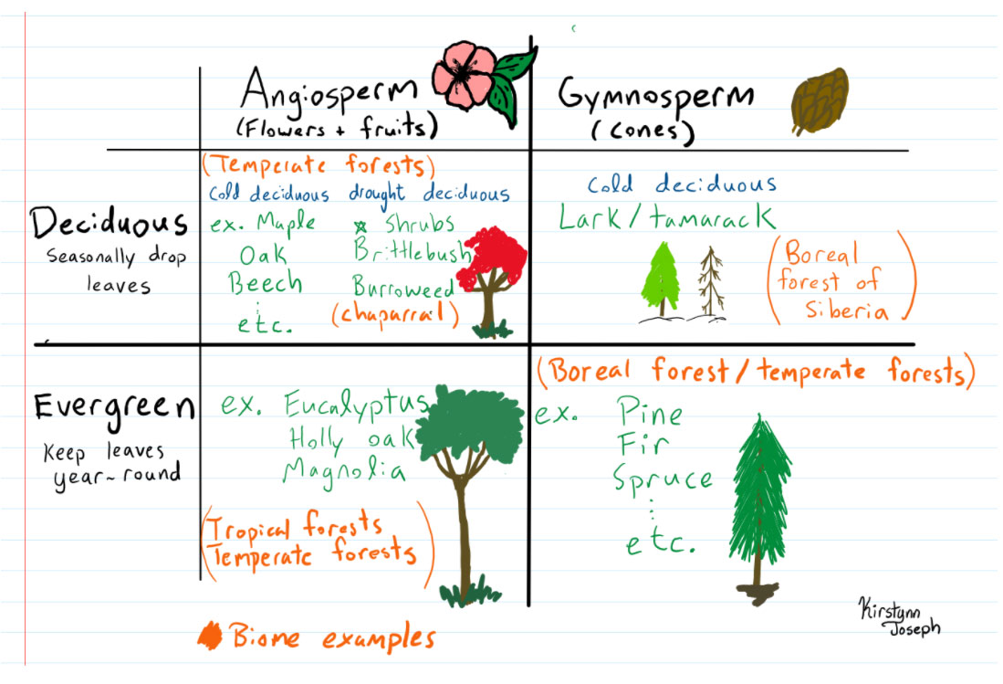 Temperate Deciduous Forest | World Biomes | The Wild Classroom