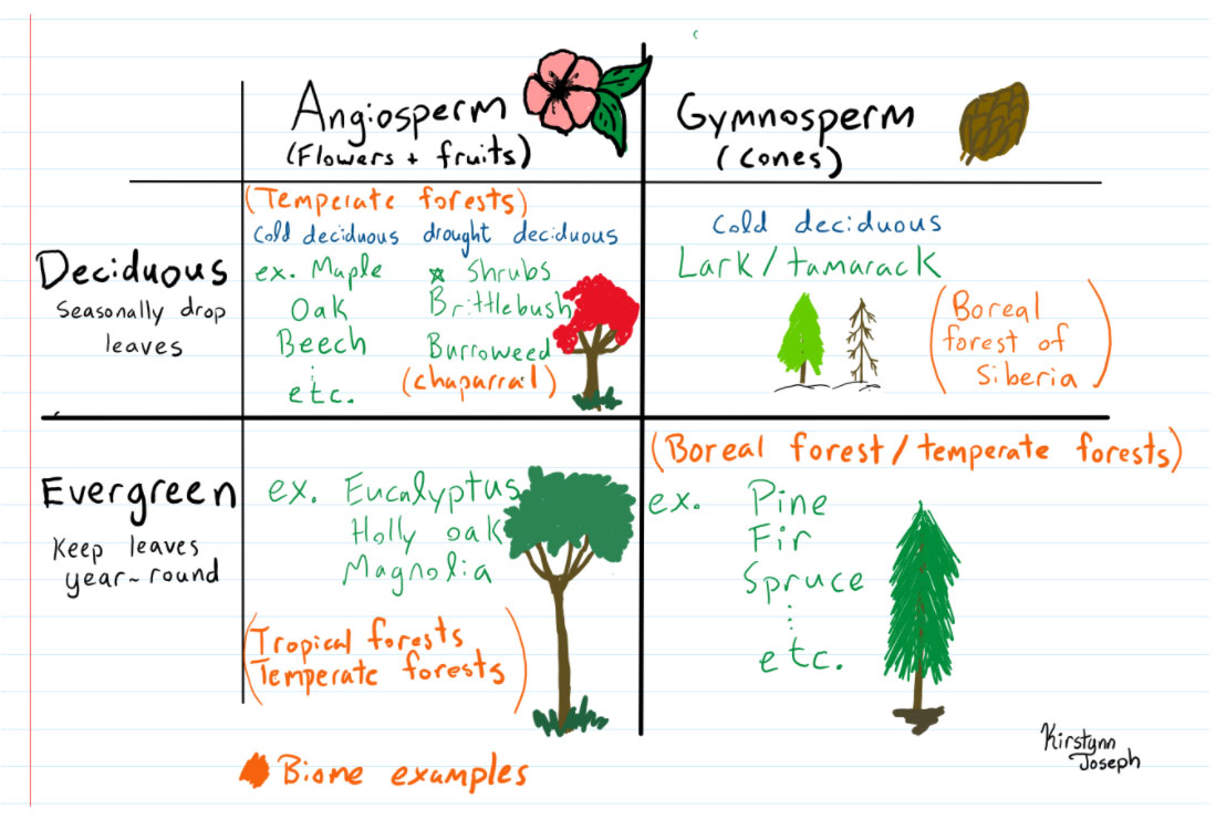 Deciduous Tree Examples